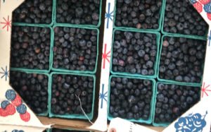 Blueberries in flat