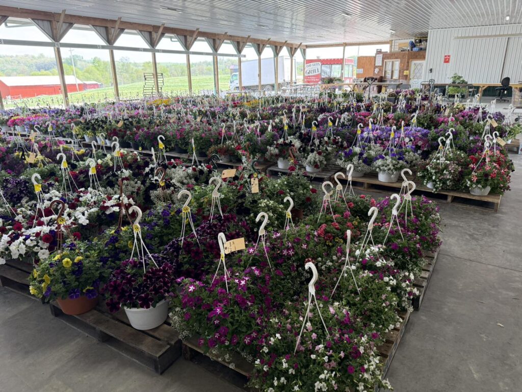 Flower and Plant Auctions
